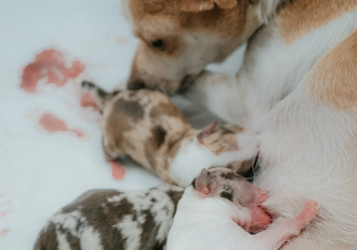esterilización de perros y gatos en cantabria