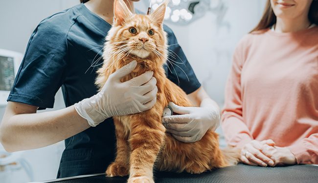 Servicios veterinarios