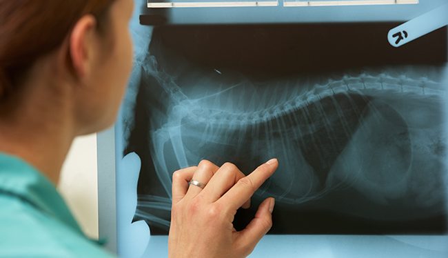 Servicios veterinarios