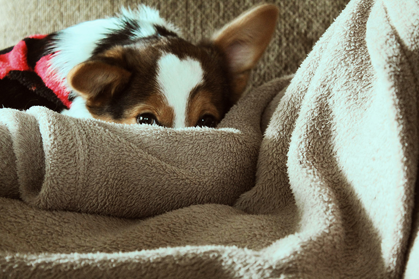 Miedo a los ruidos en perros y gatos