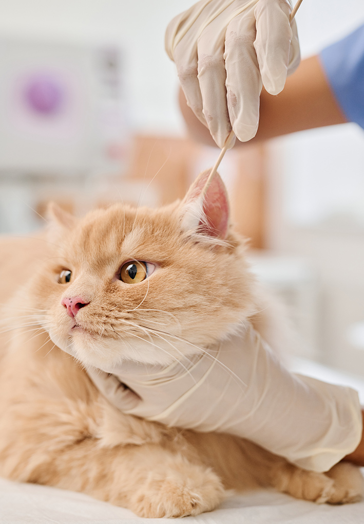 Veterinario en cantabria