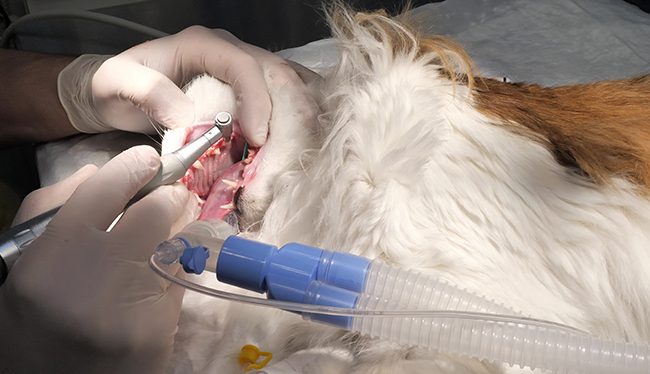 Servicios veterinarios